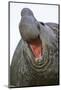 Southern Elephant Seal Bull, South Georgia-Martin Zwick-Mounted Photographic Print