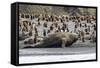 Southern Elephant Seal Bulls (Mirounga Leonina) Charging on the Beach in Gold Harbor, South Georgia-Michael Nolan-Framed Stretched Canvas