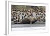 Southern Elephant Seal Bulls (Mirounga Leonina) Charging on the Beach in Gold Harbor, South Georgia-Michael Nolan-Framed Photographic Print