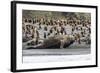 Southern Elephant Seal Bulls (Mirounga Leonina) Charging on the Beach in Gold Harbor, South Georgia-Michael Nolan-Framed Photographic Print