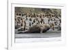 Southern Elephant Seal Bulls (Mirounga Leonina) Charging on the Beach in Gold Harbor, South Georgia-Michael Nolan-Framed Photographic Print