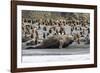 Southern Elephant Seal Bulls (Mirounga Leonina) Charging on the Beach in Gold Harbor, South Georgia-Michael Nolan-Framed Photographic Print