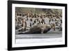 Southern Elephant Seal Bulls (Mirounga Leonina) Charging on the Beach in Gold Harbor, South Georgia-Michael Nolan-Framed Photographic Print