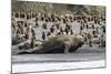 Southern Elephant Seal Bulls (Mirounga Leonina) Charging on the Beach in Gold Harbor, South Georgia-Michael Nolan-Mounted Photographic Print