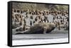 Southern Elephant Seal Bulls (Mirounga Leonina) Charging on the Beach in Gold Harbor, South Georgia-Michael Nolan-Framed Stretched Canvas