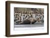 Southern Elephant Seal Bulls (Mirounga Leonina) Charging on the Beach in Gold Harbor, South Georgia-Michael Nolan-Framed Photographic Print