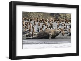 Southern Elephant Seal Bulls (Mirounga Leonina) Charging on the Beach in Gold Harbor, South Georgia-Michael Nolan-Framed Photographic Print