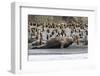 Southern Elephant Seal Bulls (Mirounga Leonina) Charging on the Beach in Gold Harbor, South Georgia-Michael Nolan-Framed Photographic Print