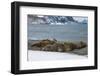 Southern elephant seal colony (Mirounga leonina), Coronation Island, South Orkney Islands, Antarcti-Michael Runkel-Framed Photographic Print