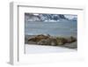 Southern elephant seal colony (Mirounga leonina), Coronation Island, South Orkney Islands, Antarcti-Michael Runkel-Framed Photographic Print