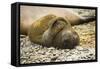 Southern Elephant Seal Cub-Joe McDonald-Framed Stretched Canvas