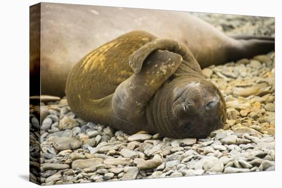 Southern Elephant Seal Cub-Joe McDonald-Stretched Canvas