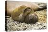 Southern Elephant Seal Cub-Joe McDonald-Stretched Canvas