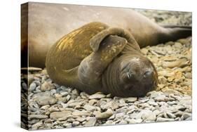 Southern Elephant Seal Cub-Joe McDonald-Stretched Canvas