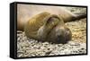 Southern Elephant Seal Cub-Joe McDonald-Framed Stretched Canvas