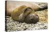 Southern Elephant Seal Cub-Joe McDonald-Stretched Canvas