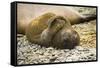 Southern Elephant Seal Cub-Joe McDonald-Framed Stretched Canvas