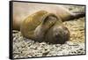 Southern Elephant Seal Cub-Joe McDonald-Framed Stretched Canvas