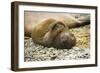 Southern Elephant Seal Cub-Joe McDonald-Framed Photographic Print