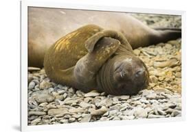 Southern Elephant Seal Cub-Joe McDonald-Framed Photographic Print