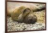 Southern Elephant Seal Cub-Joe McDonald-Framed Photographic Print