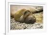 Southern Elephant Seal Cub-Joe McDonald-Framed Photographic Print