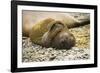 Southern Elephant Seal Cub-Joe McDonald-Framed Photographic Print