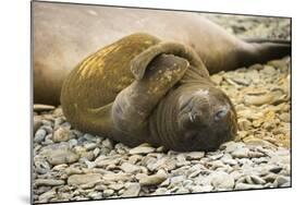 Southern Elephant Seal Cub-Joe McDonald-Mounted Photographic Print