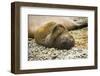 Southern Elephant Seal Cub-Joe McDonald-Framed Photographic Print