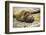 Southern Elephant Seal Cub-Joe McDonald-Framed Photographic Print