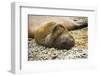 Southern Elephant Seal Cub-Joe McDonald-Framed Photographic Print