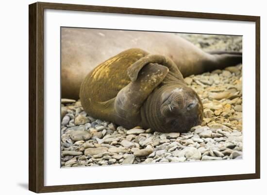 Southern Elephant Seal Cub-Joe McDonald-Framed Photographic Print