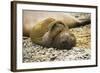 Southern Elephant Seal Cub-Joe McDonald-Framed Photographic Print