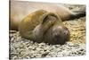 Southern Elephant Seal Cub-Joe McDonald-Stretched Canvas