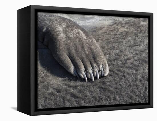 Southern elephant seal flipper of a pup on beach.-Martin Zwick-Framed Stretched Canvas