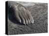 Southern elephant seal flipper of a pup on beach.-Martin Zwick-Stretched Canvas