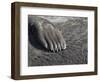 Southern elephant seal flipper of a pup on beach.-Martin Zwick-Framed Photographic Print