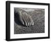 Southern elephant seal flipper of a pup on beach.-Martin Zwick-Framed Photographic Print