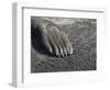 Southern elephant seal flipper of a pup on beach.-Martin Zwick-Framed Photographic Print