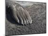Southern elephant seal flipper of a pup on beach.-Martin Zwick-Mounted Photographic Print