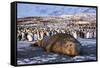 Southern elephant seal, male at sunrise, St Andrews Bay, South Georgia-Tony Heald-Framed Stretched Canvas