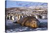 Southern elephant seal, male at sunrise, St Andrews Bay, South Georgia-Tony Heald-Stretched Canvas