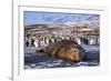 Southern elephant seal, male at sunrise, St Andrews Bay, South Georgia-Tony Heald-Framed Photographic Print