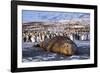 Southern elephant seal, male at sunrise, St Andrews Bay, South Georgia-Tony Heald-Framed Photographic Print