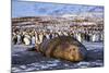 Southern elephant seal, male at sunrise, St Andrews Bay, South Georgia-Tony Heald-Mounted Photographic Print