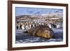 Southern elephant seal, male at sunrise, St Andrews Bay, South Georgia-Tony Heald-Framed Photographic Print