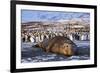 Southern elephant seal, male at sunrise, St Andrews Bay, South Georgia-Tony Heald-Framed Photographic Print