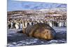 Southern elephant seal, male at sunrise, St Andrews Bay, South Georgia-Tony Heald-Mounted Photographic Print