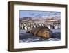 Southern elephant seal, male at sunrise, St Andrews Bay, South Georgia-Tony Heald-Framed Photographic Print