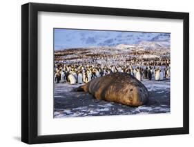 Southern elephant seal, male at sunrise, St Andrews Bay, South Georgia-Tony Heald-Framed Photographic Print